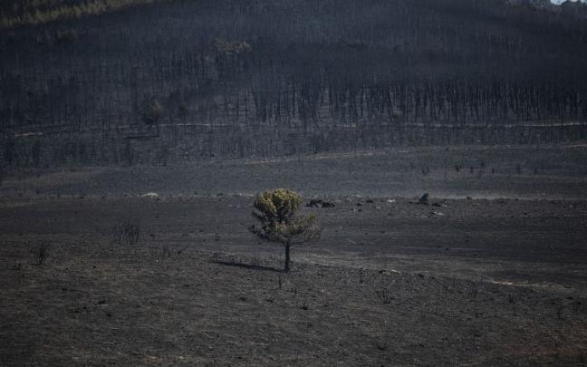 Superficie forestal quemada en el incendio que ha arrasado miles de hectáreas en Zamora. Superficie forestal quemada en el incendio que ha arrasado miles de hectáreas en Zamora.