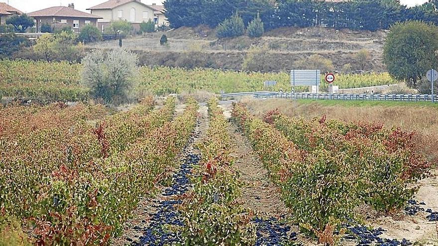 Paisaje de Rioja Alavesa. | FOTO: PABLO JOSÉ PÉREZ