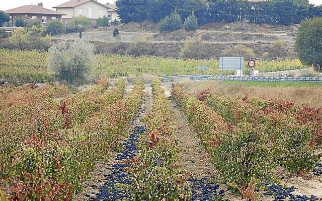 Paisaje de Rioja Alavesa. | FOTO: PABLO JOSÉ PÉREZ
