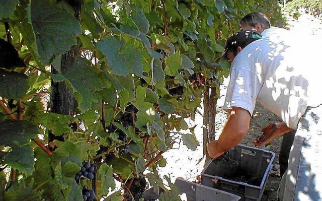 Imagen de una vendimia pasada.