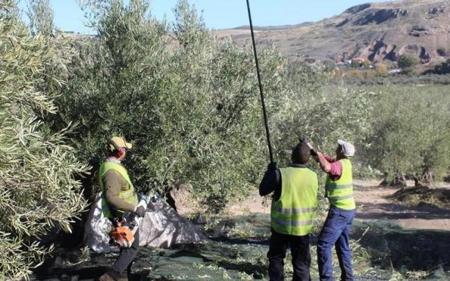 Temporeros trabajando en la recogida de aceituna. Temporeros trabajando en la recogida de aceituna.
