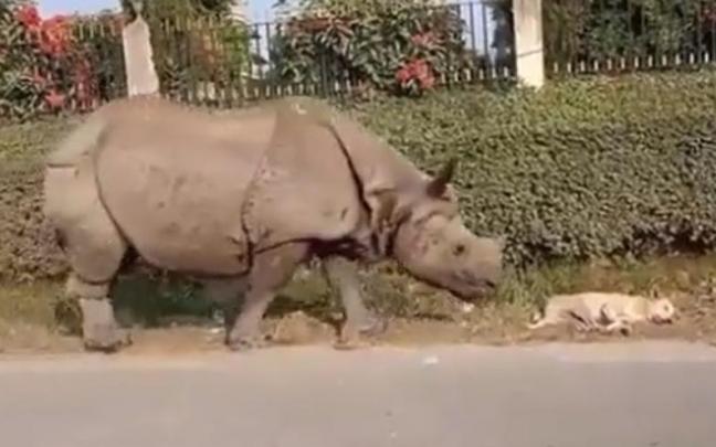 El rinoceronte, a punto de despertar al perro.