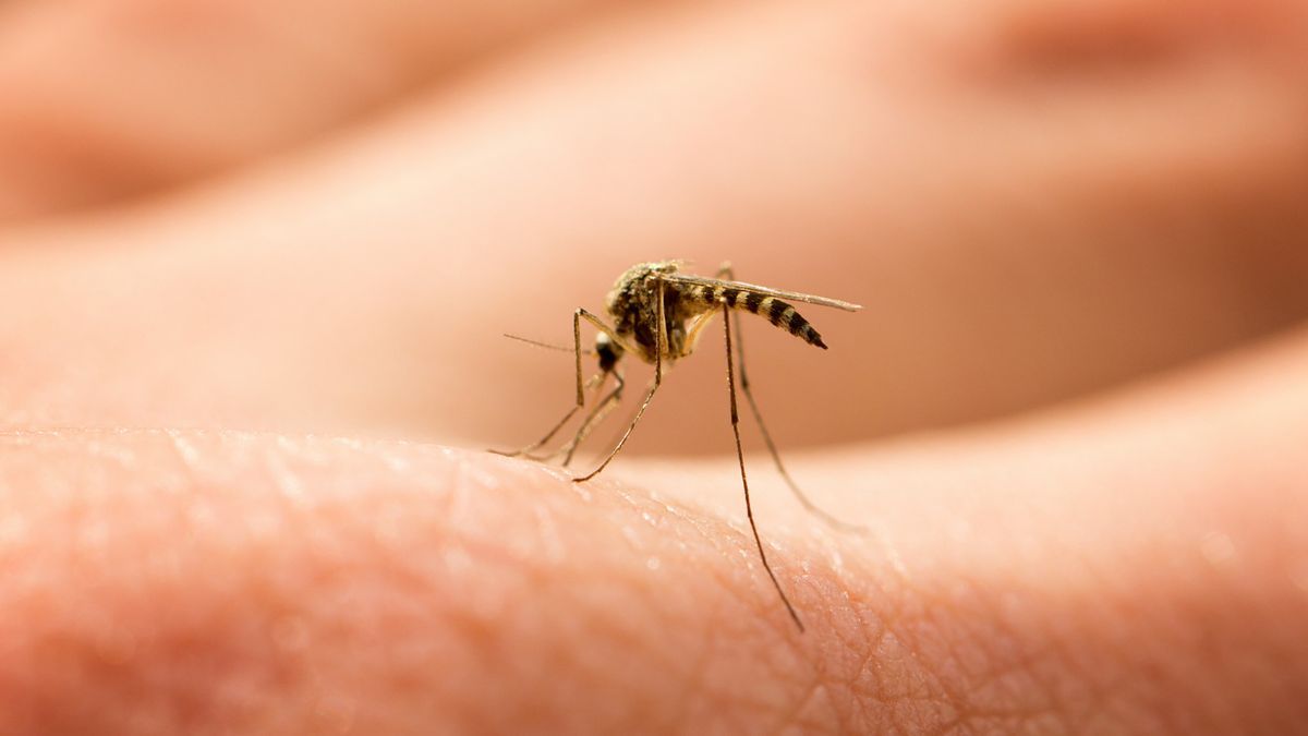 Un mosquito pica a una persona.