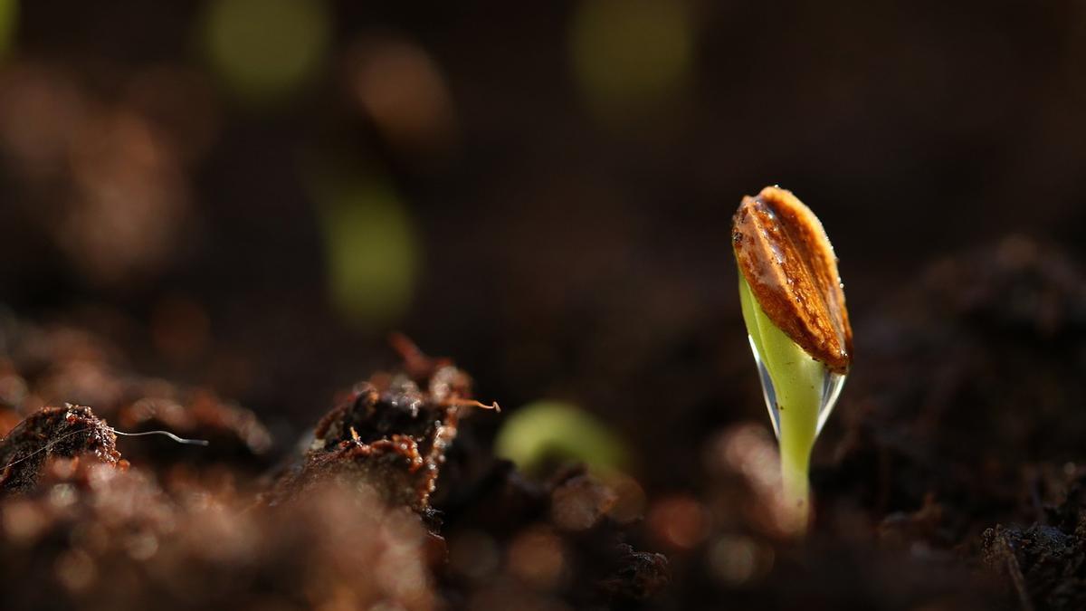 Una semilla germinando.