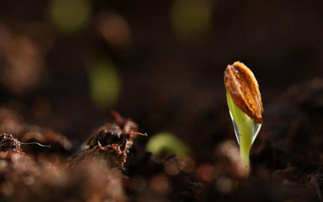 Una semilla germinando.