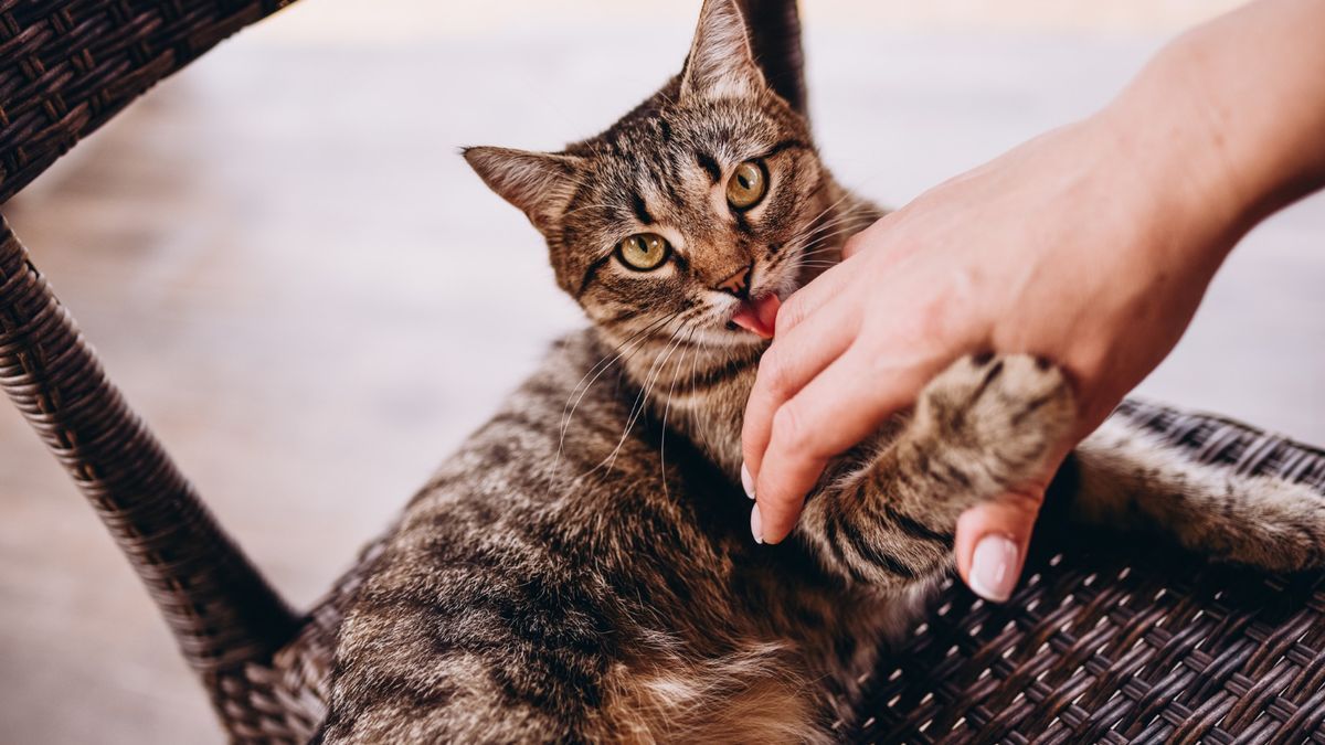 Un gato lame a su dueño, una muestra de afecto inequívoca.