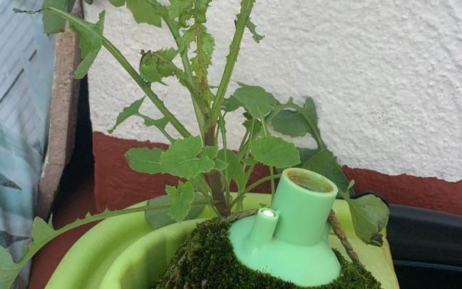 La planta, desarrollándose en el cubo de la fregona. La planta, desarrollándose en el cubo de la fregona.