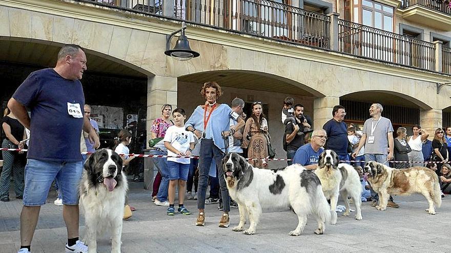 El encuentro fue en Baratzeko bide, donde los perros desfilaron por categorías.