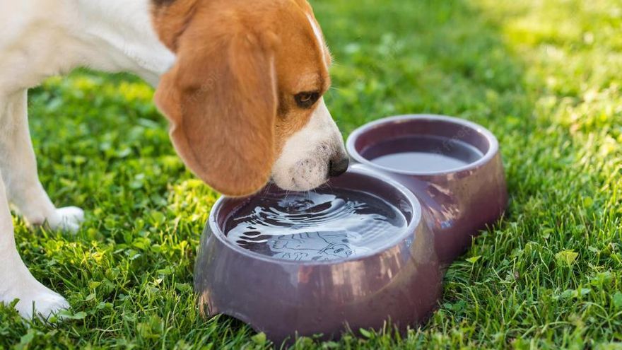 Un perro bebiendo agua para refrescarse.