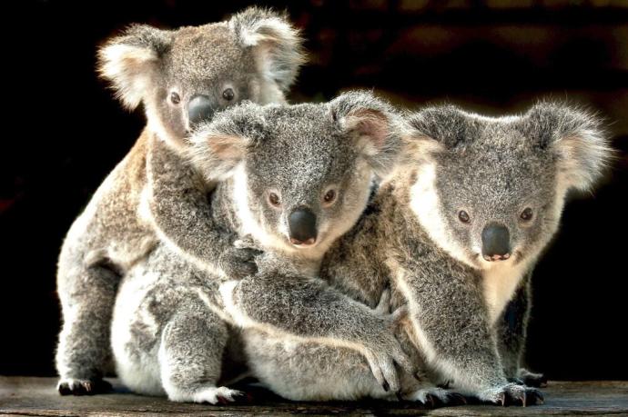 Tres ejemplares de koala en Australia.