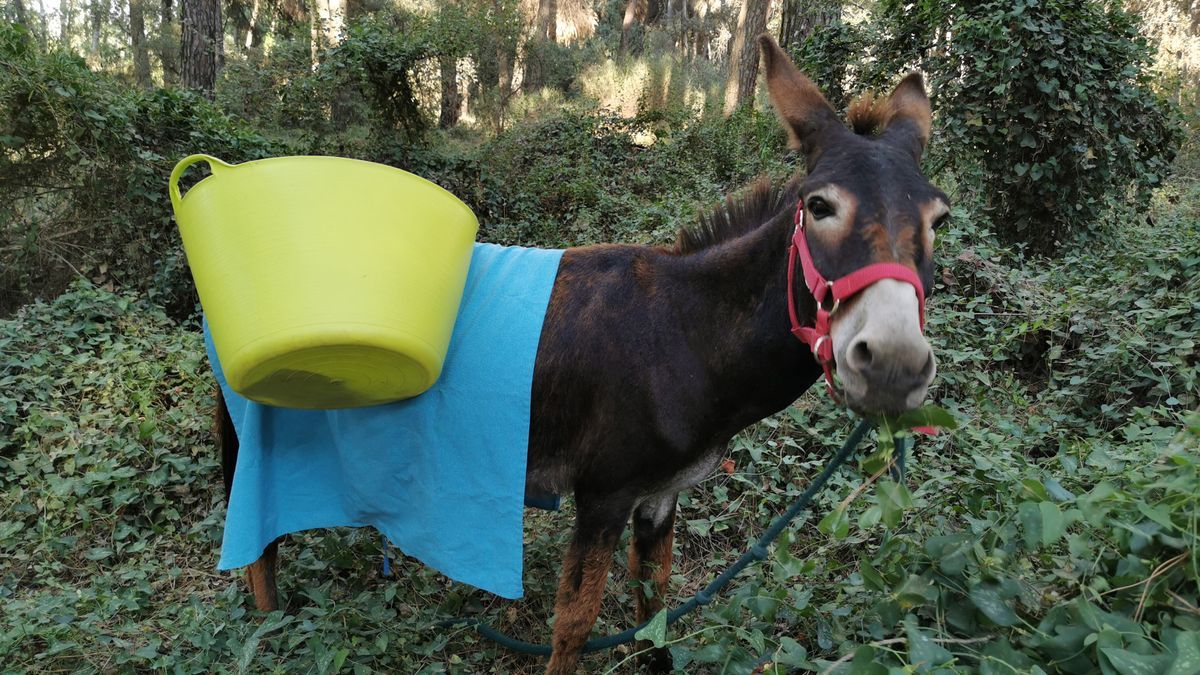 Ainhoa, una burra de origen vasco, desbrozando maleza en Doñana.