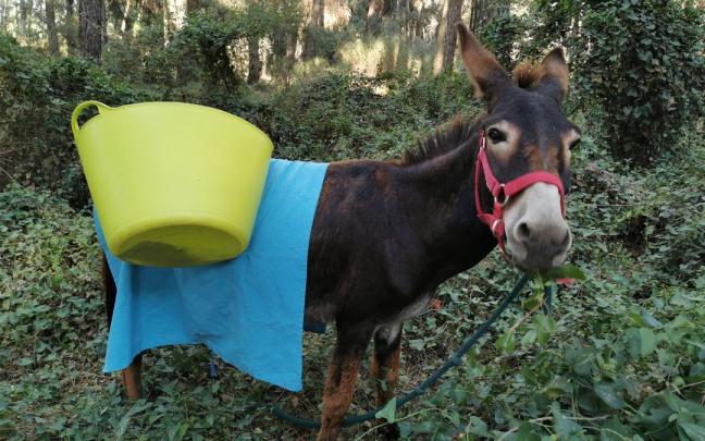 Ainhoa, una burra de origen vasco, desbrozando maleza en Do&ntilde;ana.