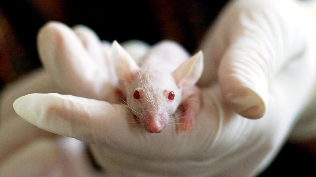 Imagen de un ratón de laboratorio.