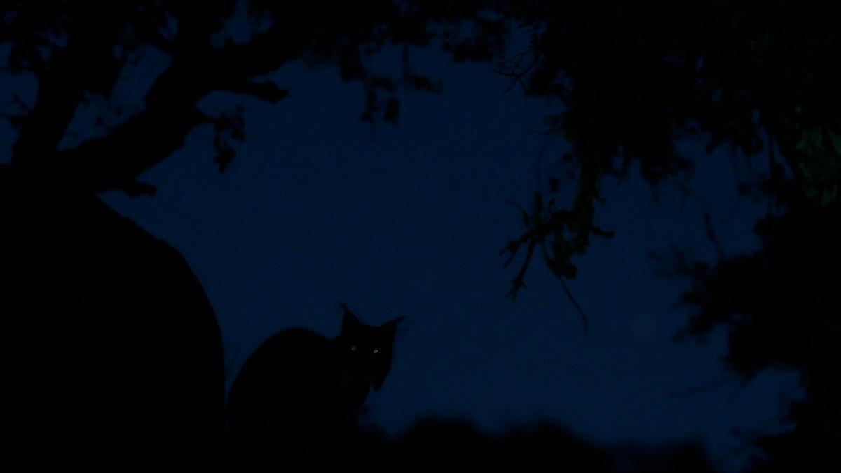 'El fantasma', imagen con la que se adjudicó European Wildlife Photographher of the year 2019. Un lince ibérico de la Sierra de Andújar en el crepúsculo.