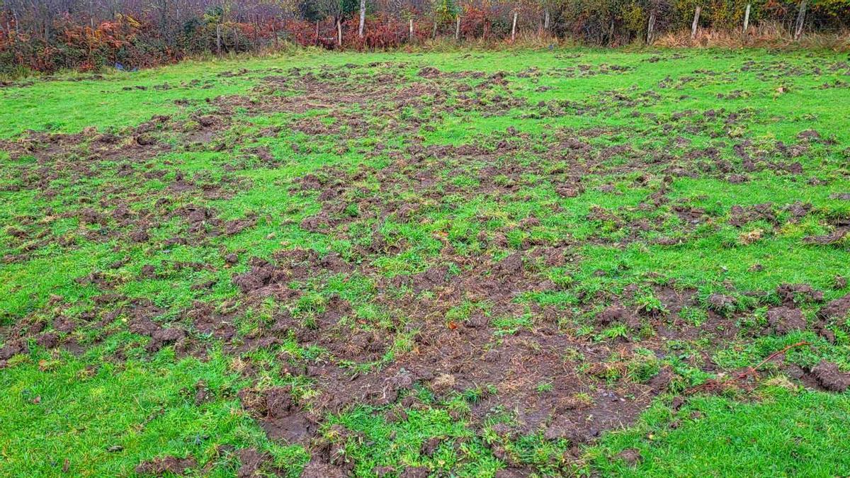 Daños de jabalís en una pradera de Orabidea, en Baztan.