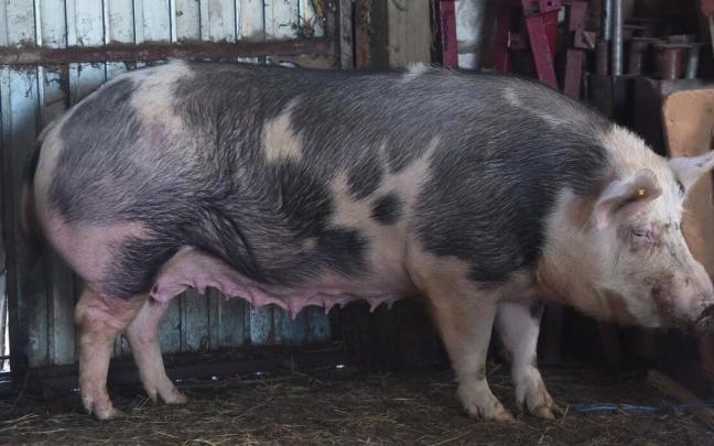 "Ursula", la cerda de Santo Tomas de 2017