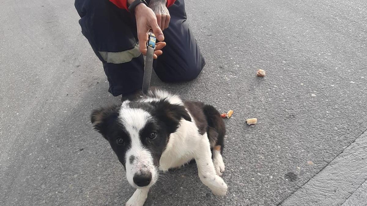 Foto subida en Facebook por trabajadores de Coviran en Jundiz que se han hecho cargo del perro extraviado