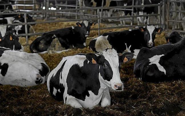 Vacas de vacuno de leche en Lizaso. | FOTO: DIARIO DE NOTICIAS Vacas de vacuno de leche en Lizaso. | FOTO: DIARIO DE NOTICIAS