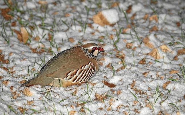 Perdiz en un campo de cultivo nevado.