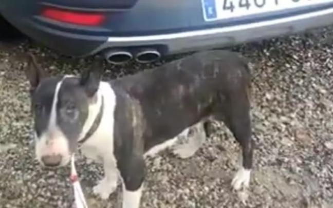 Uno de los dos perros localizados en Izkue.