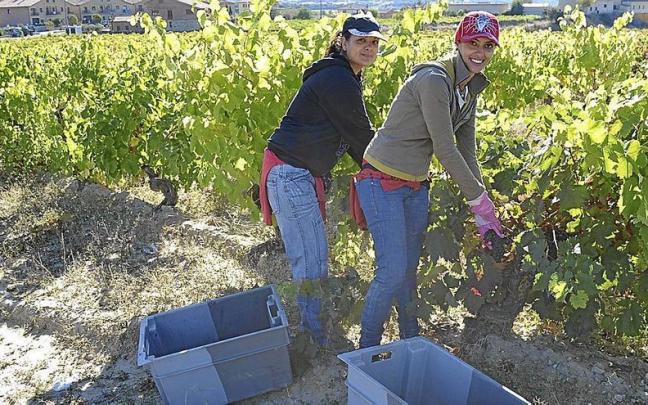 Dos jóvenes trabajan en un viñedo. Dos jóvenes trabajan en un viñedo.