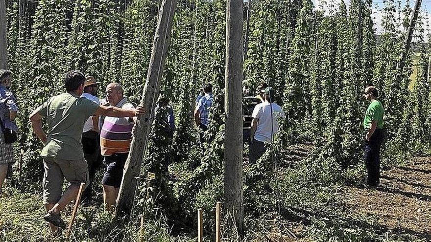 Un campo plantado de lúpulo, la especie vegetal a partir de la cual se produce la cerveza.