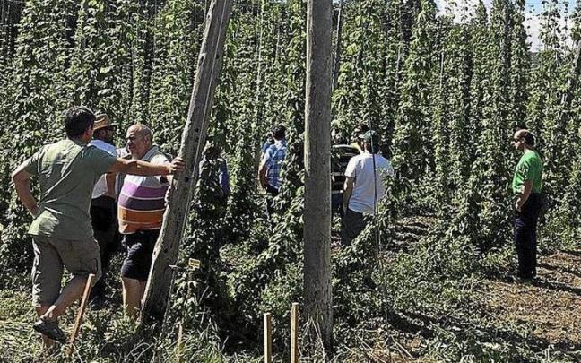Un campo plantado de lúpulo, la especie vegetal a partir de la cual se produce la cerveza.