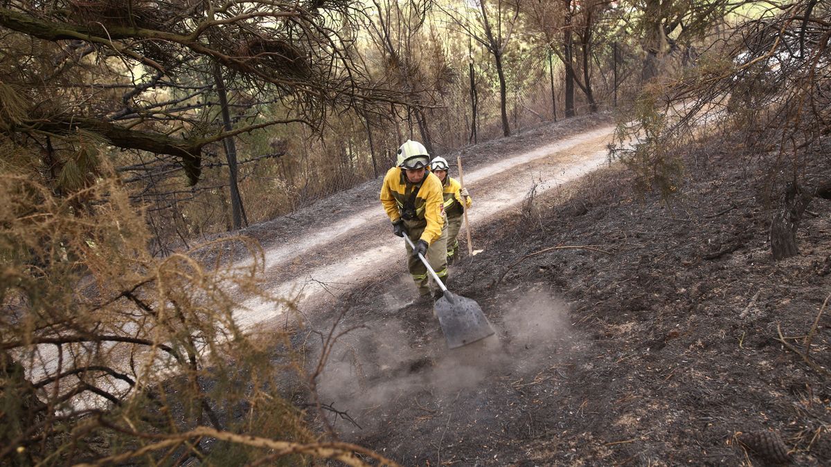 Guardas forestales vigilan una zona arrasada por el fuego