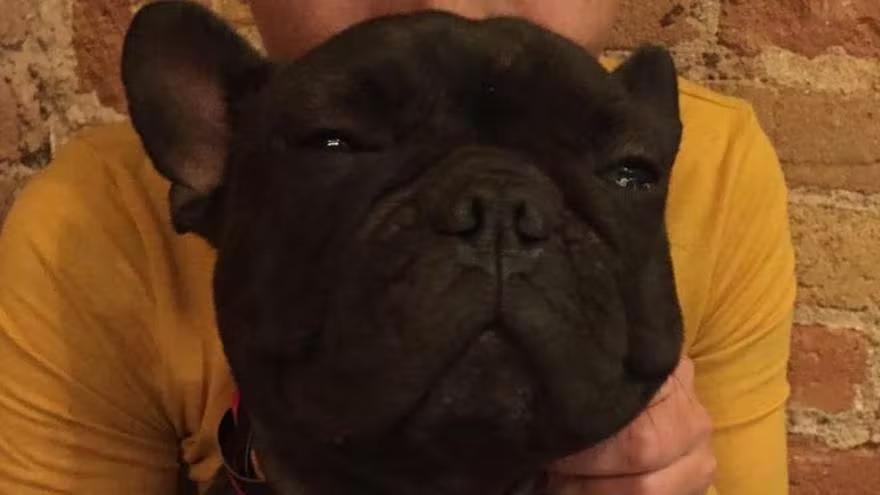 El bulldog francés de Anna y Víctor, que se llama Behobia.