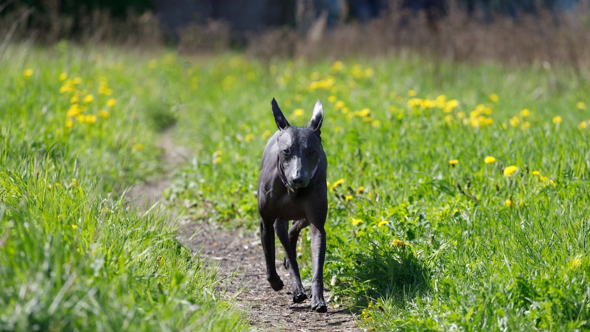 El Xoloitzcuintle, o también llamado perro sin pelo, una raza mexicana pura que todavía existe.