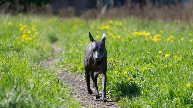 El Xoloitzcuintle, o también llamado perro sin pelo, una raza mexicana pura que todavía existe. El Xoloitzcuintle, o también llamado perro sin pelo, una raza mexicana pura que todavía existe.