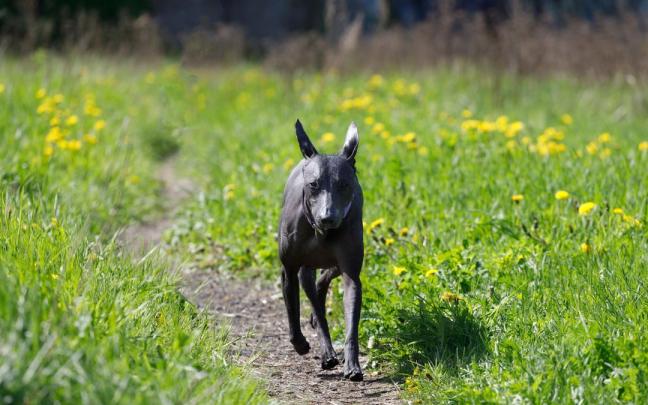 El Xoloitzcuintle, o también llamado perro sin pelo, una raza mexicana pura que todavía existe. El Xoloitzcuintle, o también llamado perro sin pelo, una raza mexicana pura que todavía existe.