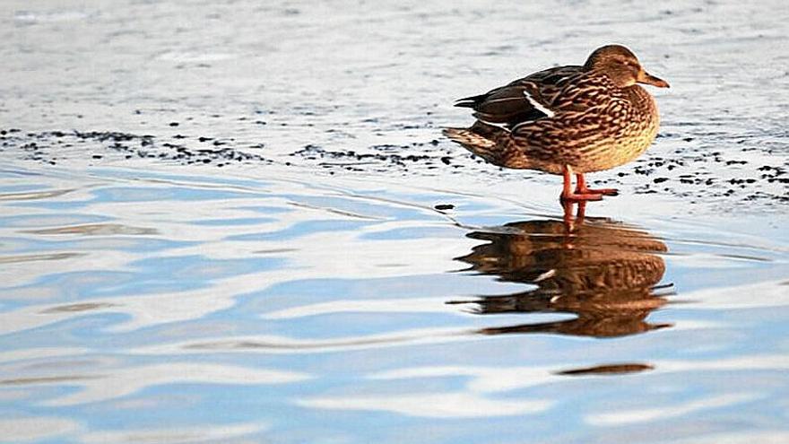 Un ave sobre el hielo que cubre una balsa del humedal de Salburua.