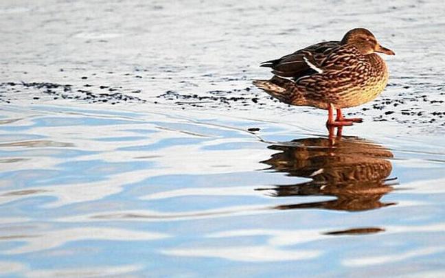 Un ave sobre el hielo que cubre una balsa del humedal de Salburua. Un ave sobre el hielo que cubre una balsa del humedal de Salburua.