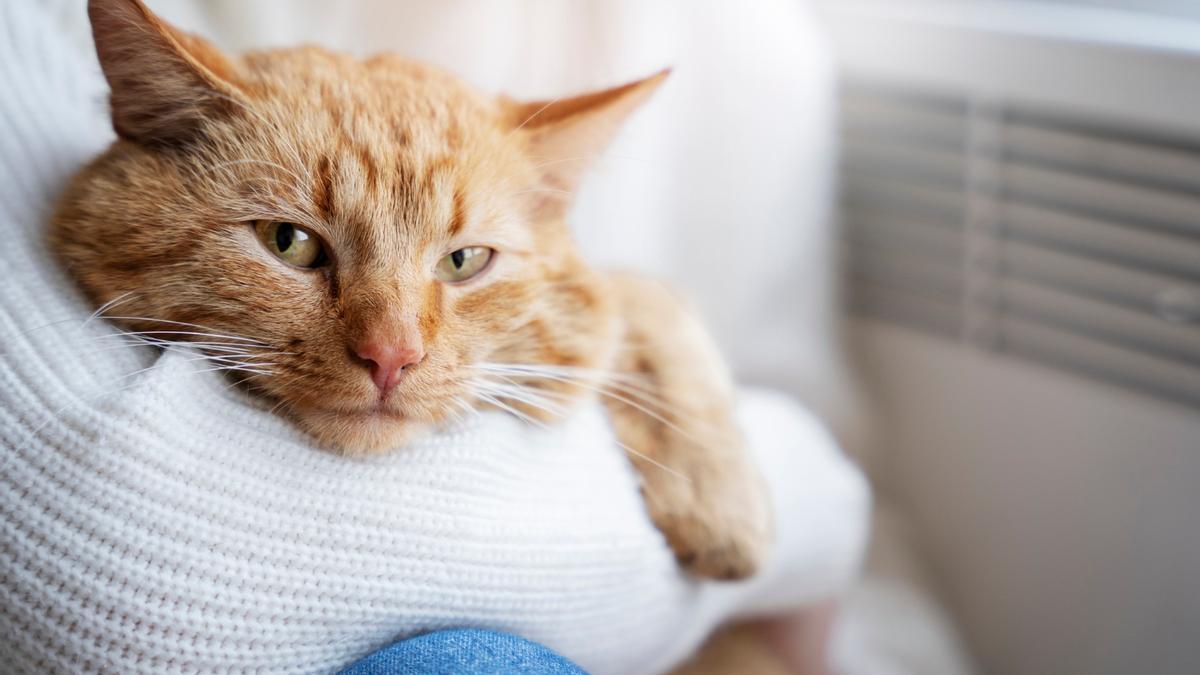 Los gatos domésticos son los que están identificados y viven con humanos.