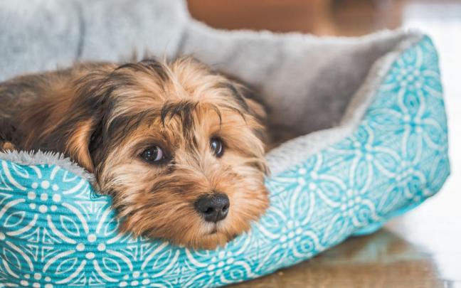Un perro acurrucado en su cama.