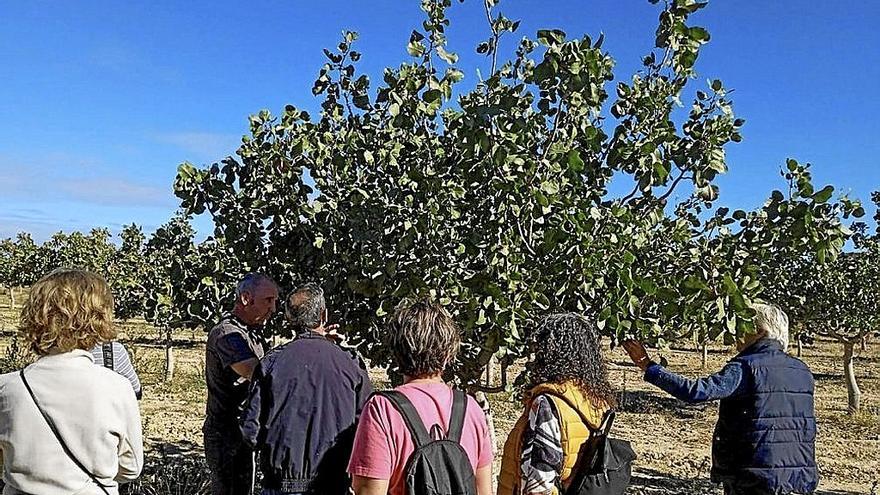 Los falcesinos sacan a relucir sus bondades culturales, patrimoniales y naturales