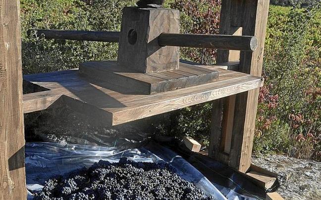 Uvas en un viñedo viejo de Labastida.