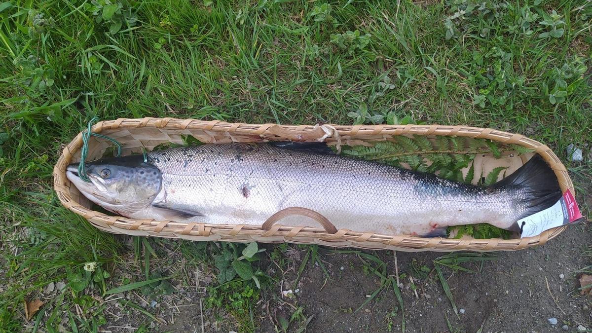 Primer salmón de la temporada 2021, conocido como lehenbiziko, pescado en el río Bidasoa.