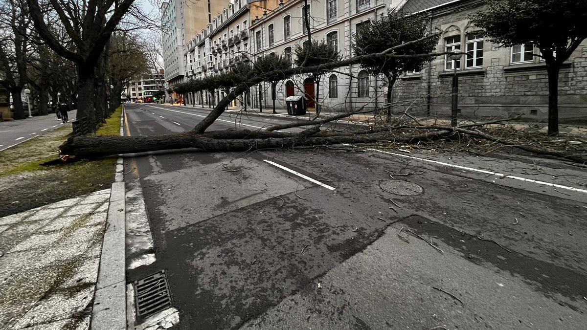 &Aacute;rbol ca&iacute;do en Canciller Ayala