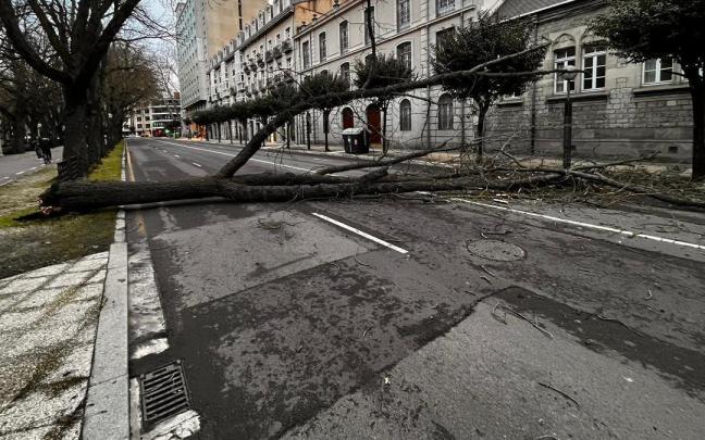 &Aacute;rbol ca&iacute;do en Canciller Ayala