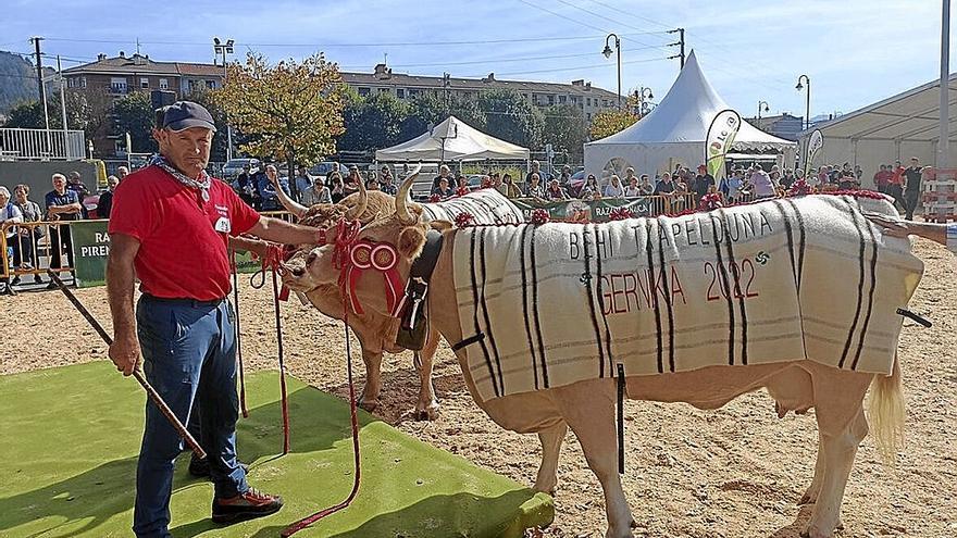 El recinto ferial albergará una gran presencia de ganado vacuno. | FOTO: G. U.