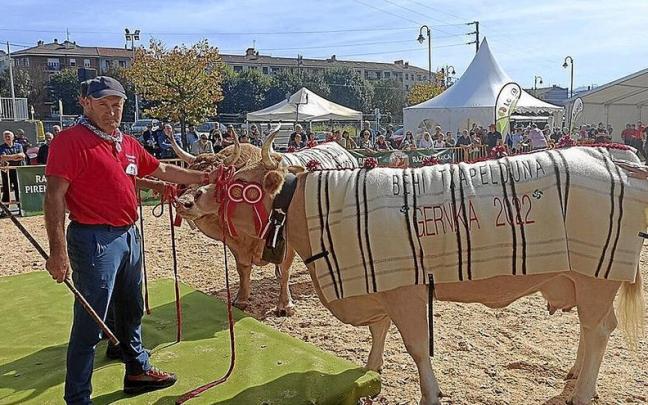 El recinto ferial albergará una gran presencia de ganado vacuno. | FOTO: G. U.