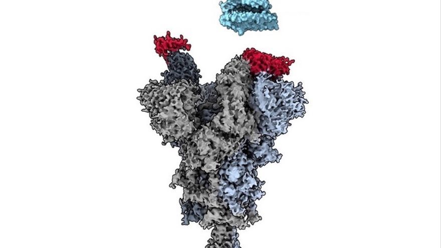 La criomicroscopía electrónica revela cómo el fragmento de anticuerpo VH Ab6 (rojo) se une al sitio vulnerable de la proteína de espiga del SARS-CoV-2 (gris) para bloquear la unión del virus con el receptor celular human