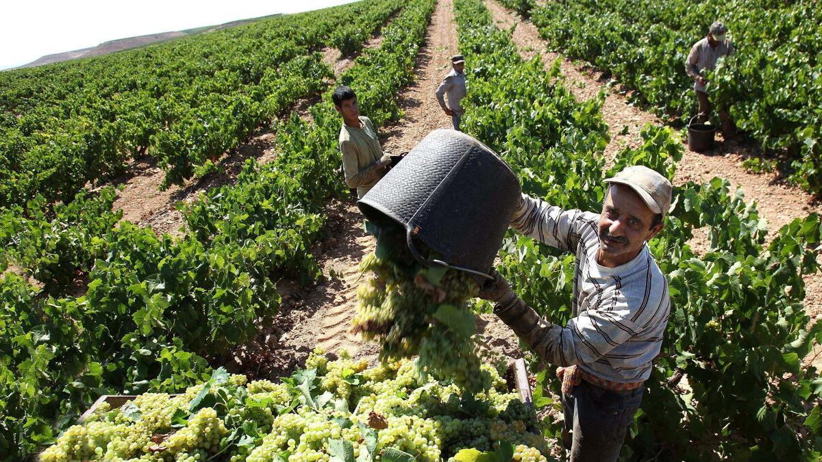 Un vendimiador descarga uvas para elaborar vino de la Denominación de Origen Calificada (DOC) Rioja.