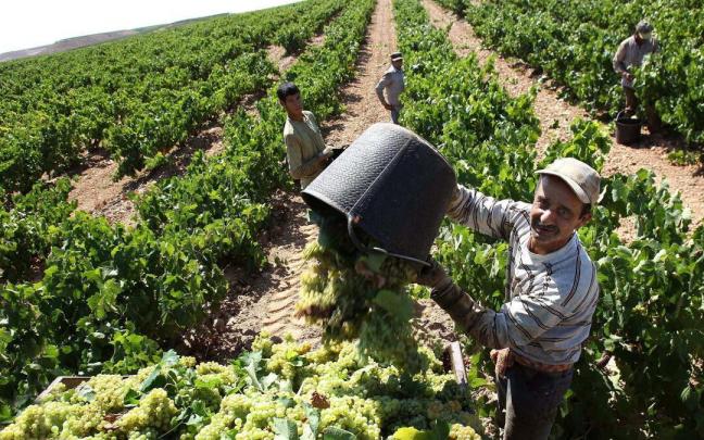Un vendimiador descarga uvas para elaborar vino de la Denominación de Origen Calificada (DOC) Rioja.