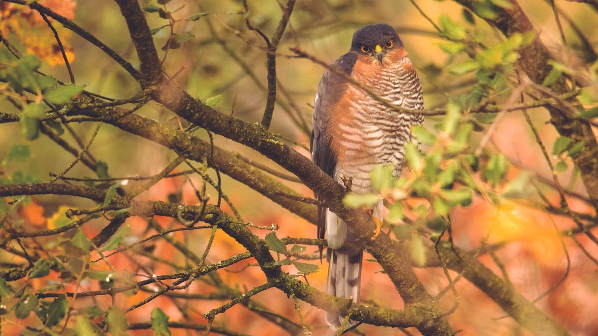 Gavilán sobre un árbol.
