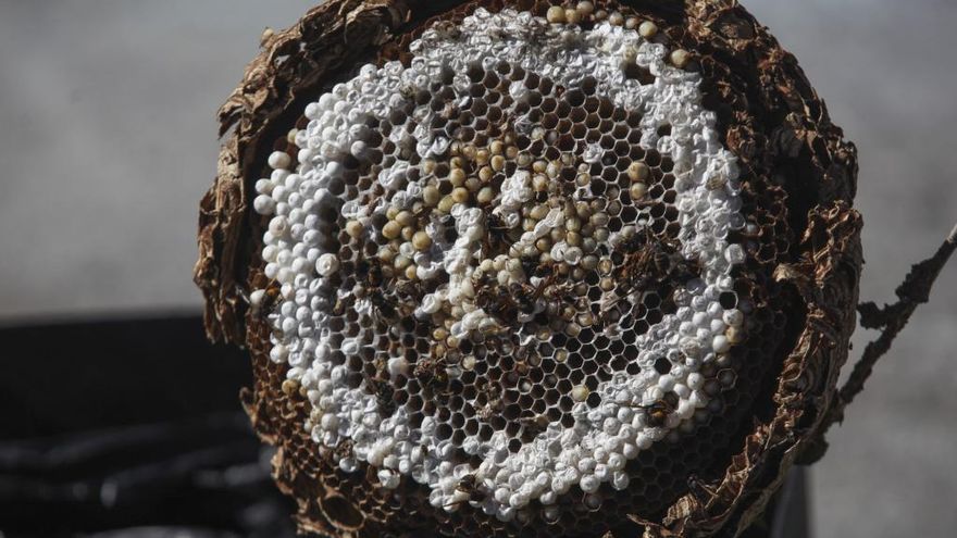 Interior de un nido de avispa asiática