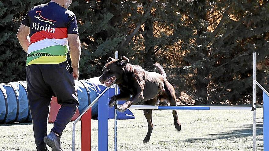 Un perro de raza golden, saltando.
