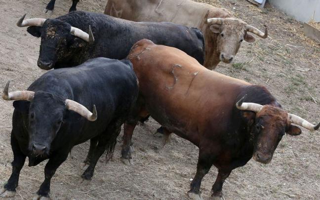 Toros de JoaquÍn Núñez del Cuvillo. Toros de JoaquÍn Núñez del Cuvillo.